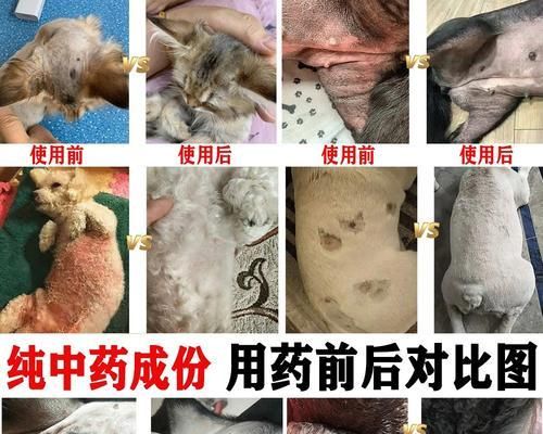 宠物湿疹不好治（探究狗狗湿疹的成因和治疗方法）