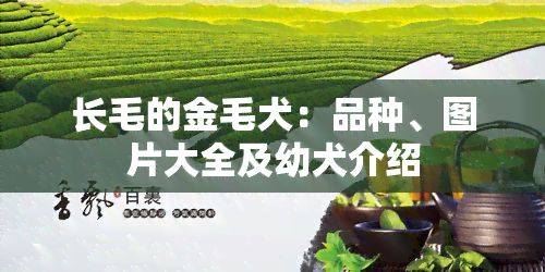 长毛的金毛犬：品种、图片大全及幼犬介绍
