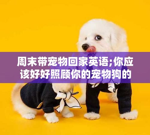 周末带宠物回家英语;你应该好好照顾你的宠物狗的英文