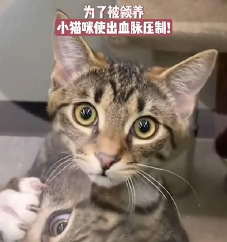 小猫为什么会发出奇怪的声音（探索宠物语言的奥秘）