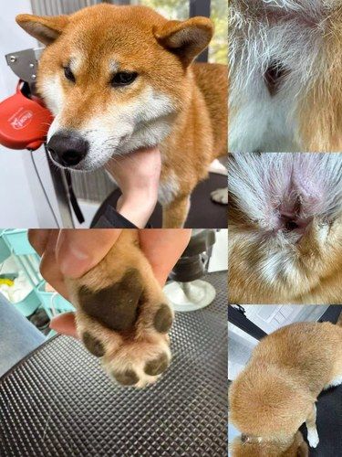 圣诞小柴