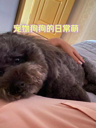 让我看看是谁的当天还没有毛孩子暖被窝