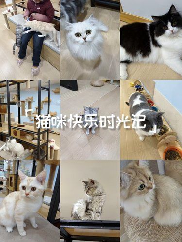 放松喵～心情也融化