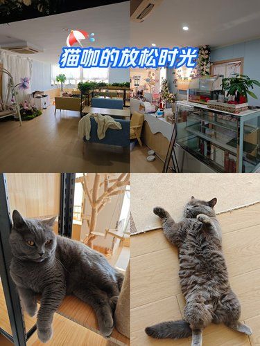 放松喵～心情也融化