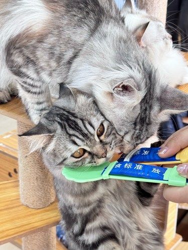 在新街口‼️一不小心被猫猫围攻了‼️