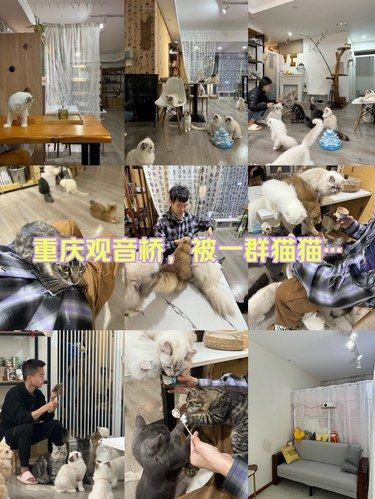 重庆观音桥，被一群猫猫···包围了！