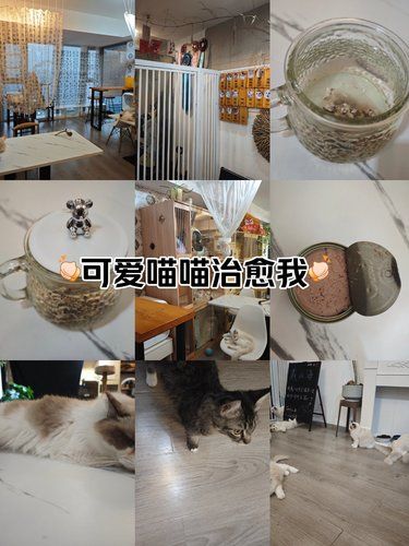 【红鼎国际】可爱猫猫治愈我！