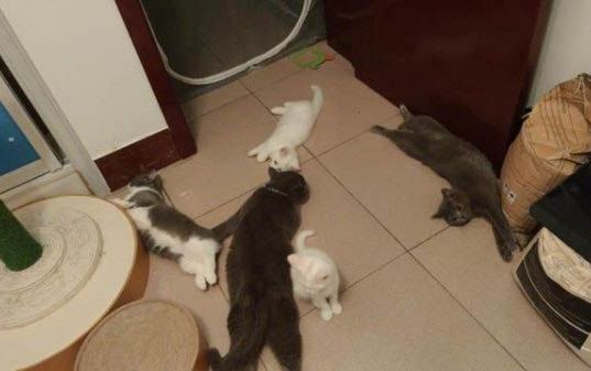 波波宠物沐浴露猫可以用吗