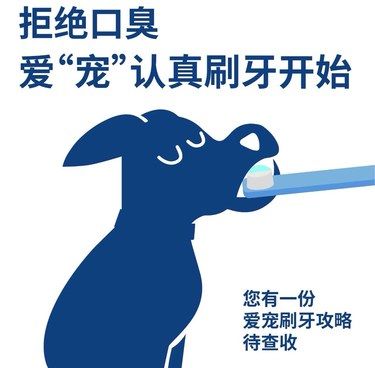守护毛孩子的牙齿健康健康