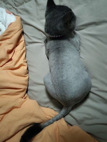 我的小猫猫癣啦