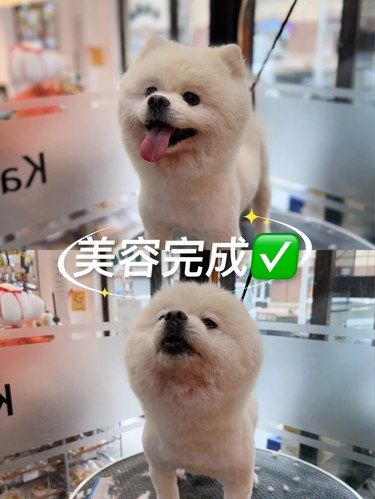 今天，我是宠物美容师