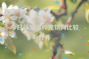 今日萌宠哪种宠物狗比较好养