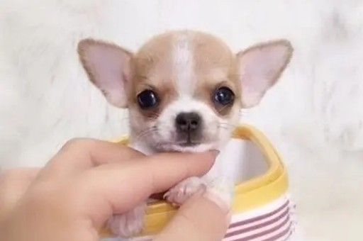 护卫犬有哪些(建议养的10种狗护卫犬)