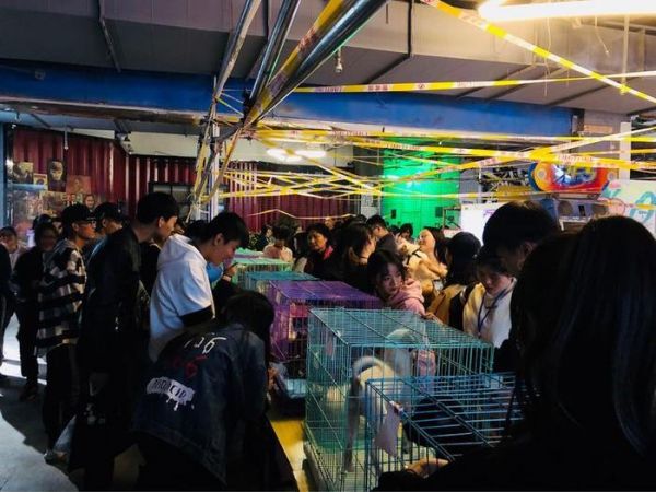 在郑州这里，有一群猫猫狗狗在等着你们领养回家!