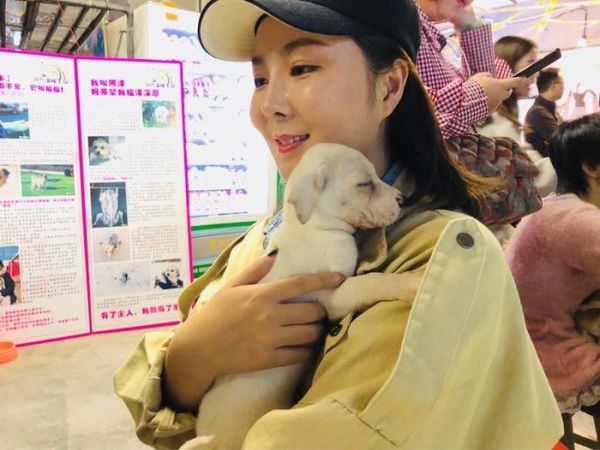 在郑州这里，有一群猫猫狗狗在等着你们领养回家!