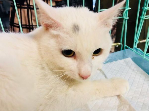 在郑州这里，有一群猫猫狗狗在等着你们领养回家!