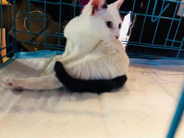 在郑州这里，有一群猫猫狗狗在等着你们领养回家!