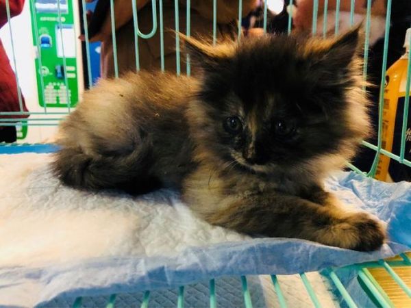 在郑州这里，有一群猫猫狗狗在等着你们领养回家!