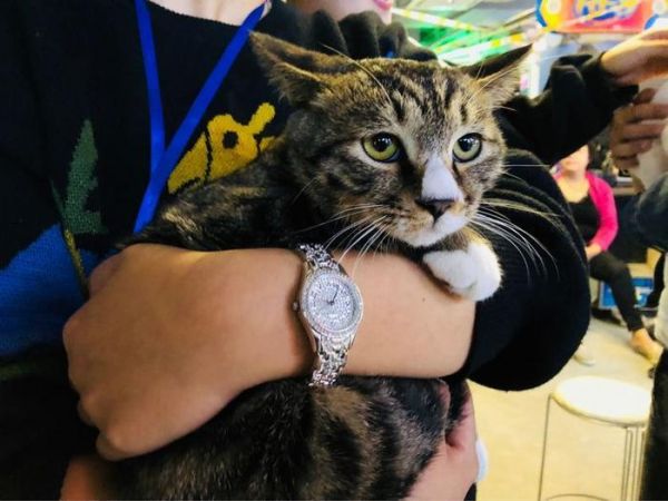 在郑州这里，有一群猫猫狗狗在等着你们领养回家!