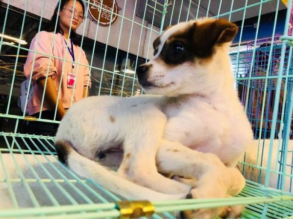 在郑州这里，有一群猫猫狗狗在等着你们领养回家!