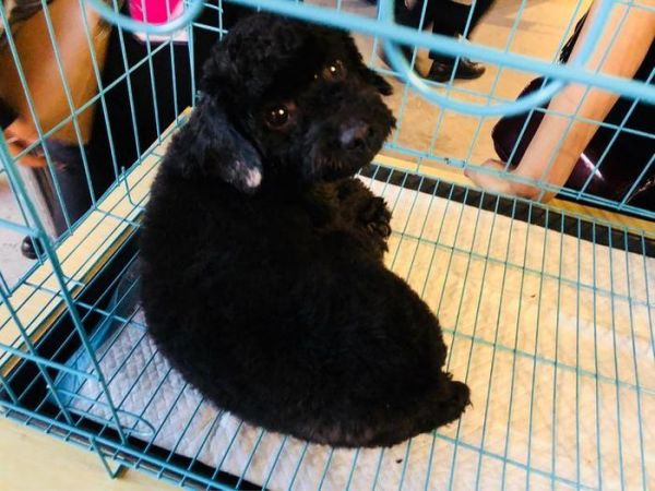 在郑州这里，有一群猫猫狗狗在等着你们领养回家!