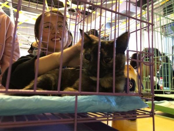 在郑州这里，有一群猫猫狗狗在等着你们领养回家!