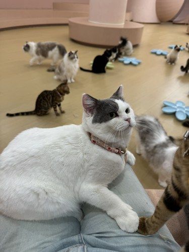 深圳上百只猫咖馆！可以呆一整天