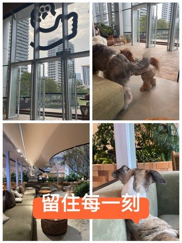 属于狗人(Dog-person)的天堂