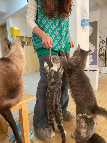 猫咪员工们营业超积极的～