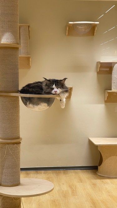 治愈猫舍
