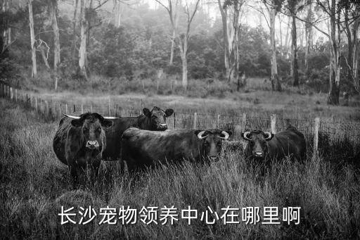 长沙宠物领养中心在哪里啊