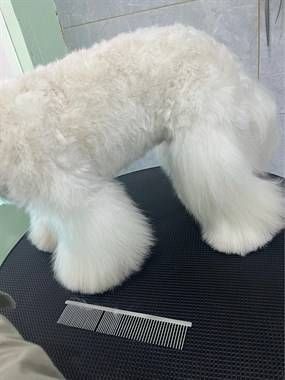 【招聘】宠物店美容助理