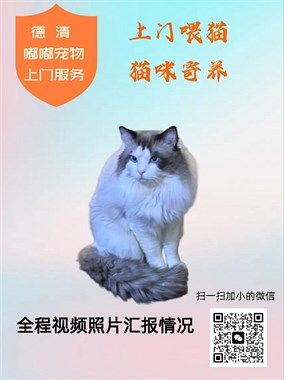 嘟嘟家猫咪上门喂养寄养