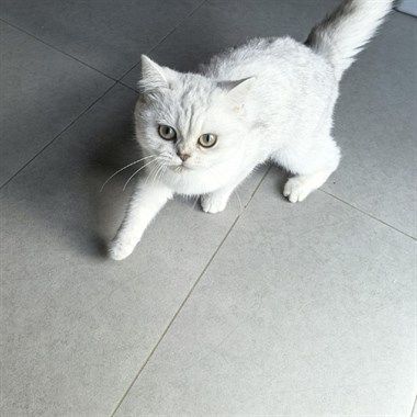 银渐层猫咪