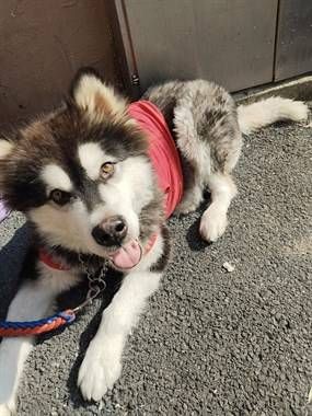 狗狗