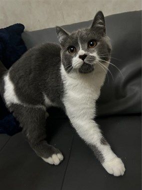【转卖】宠物猫