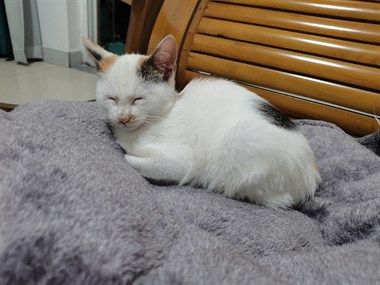 猫咪领养