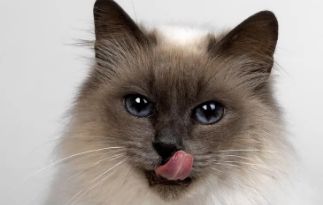 宠物猫会抓老鼠吗？答案令人意外！