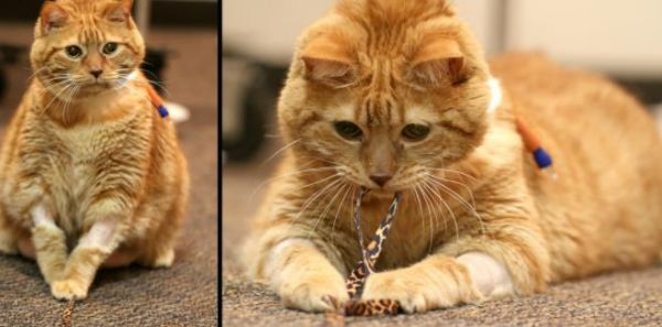 橘猫 宠物猫 减肥
