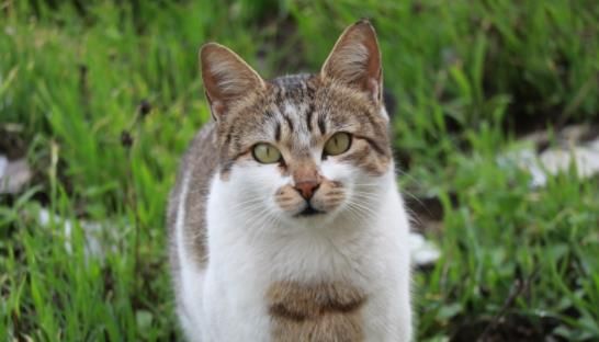 宠物猫