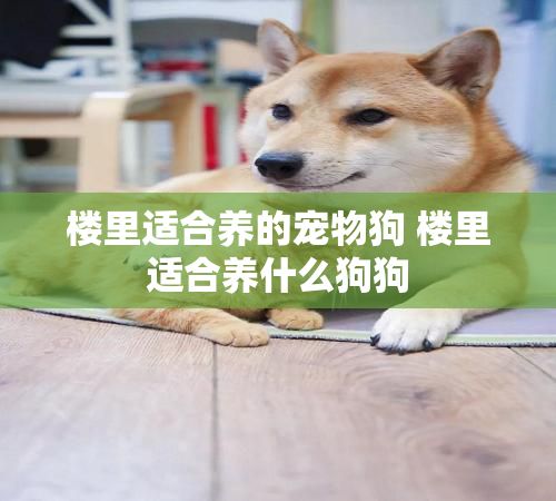 楼里适合养的宠物狗 楼里适合养什么狗狗