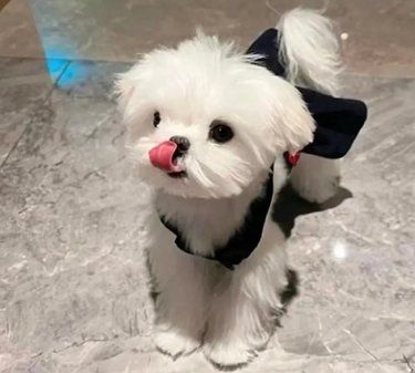 西安靠谱小型犬犬舍推荐