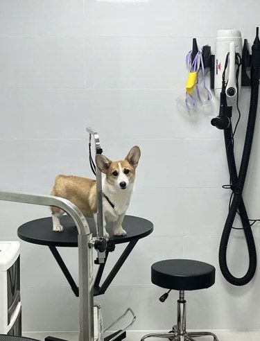 洗澡放松狗狗