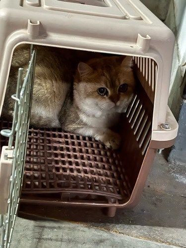 遇到一只小猫咪