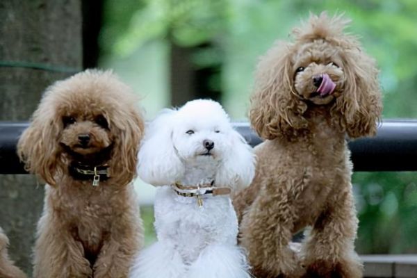 巨型贵宾犬颜色哪个最好，最适合巨型贵宾犬的毛色