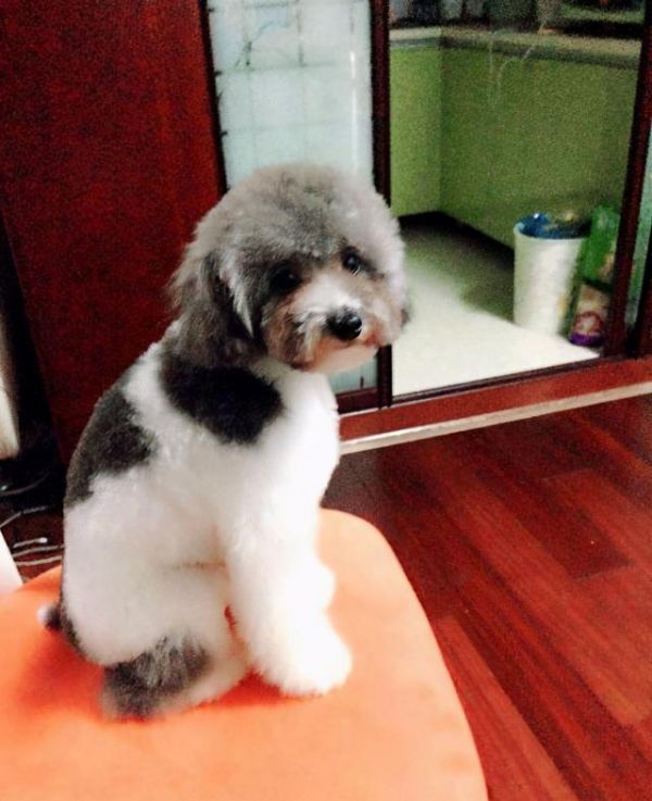 巨型贵宾犬颜色哪个最好，最适合巨型贵宾犬的毛色