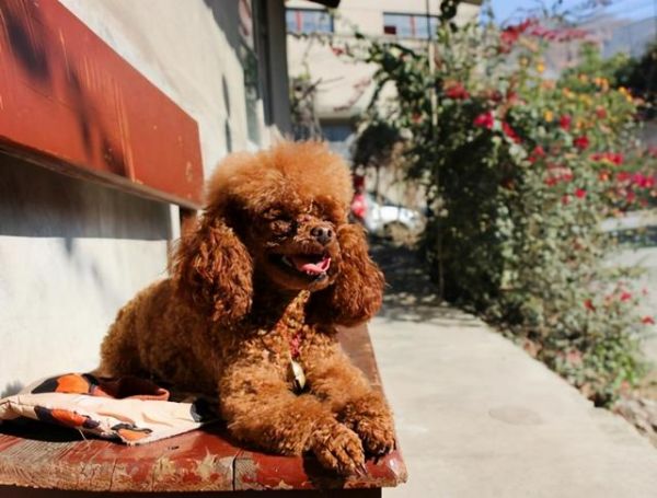 巨型贵宾犬颜色哪个最好，最适合巨型贵宾犬的毛色