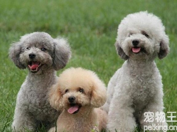 <a href=/dog/343/ target=_blank class=infotextkey>贵宾犬</a>图片