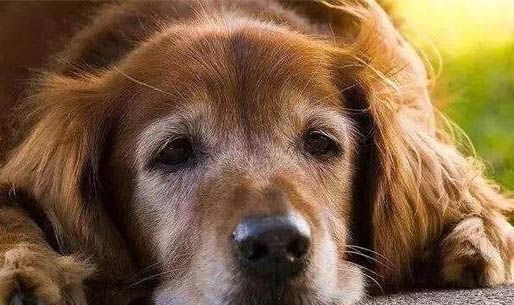 什么狗不臭