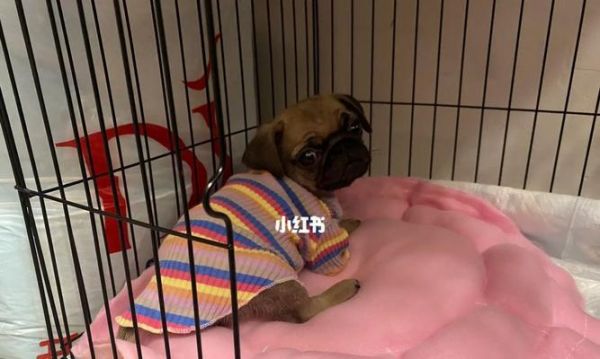 脐疝狗狗——了解疾病防患有余（掌握宠物健康知识）
